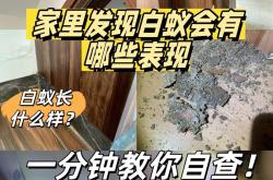 梅雨季将至，上海初夏夜路灯下白蚁聚集
